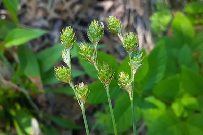 Carex brevior, photographed by Quinten Wiegersma
