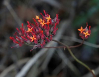 Kalanchoe rotundifolia, photographed by Tony Rebelo