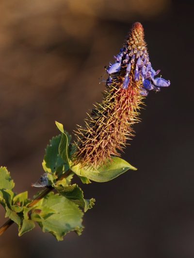 Coleus livingstonei, photographed by Tony Rebelo