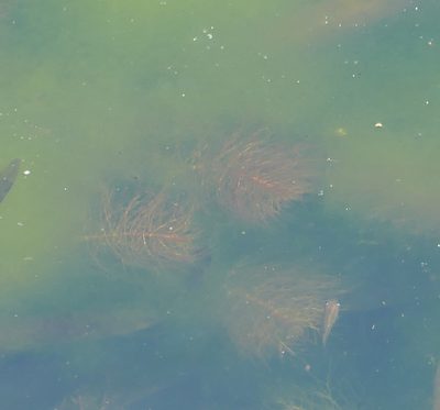 Myriophyllum heterophyllum, photographed by Wendy McCrady