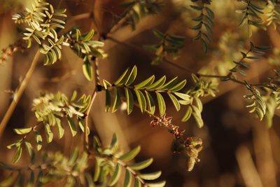 Indigofera melanadenia, photographed by Tony Rebelo