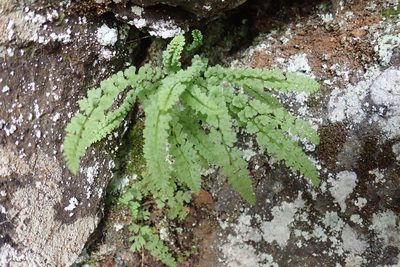 Woodsia glabella, photographed by Rob Foster