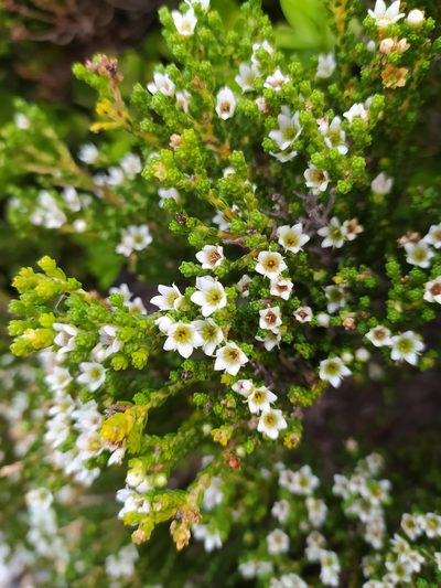 Diosma demissa, photographed by Aileen Pypers