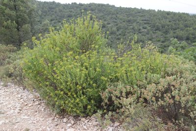Bupleurum fruticosum, photographed by Olivier Argagnon
