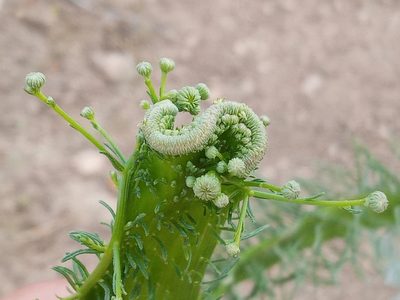 Erigeron foliosus, photographed by Daniel S.