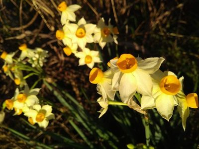 Narcissus tazetta, photographed by Malena Lorente