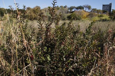 Combretum erythrophyllum, photographed by Tony Rebelo
