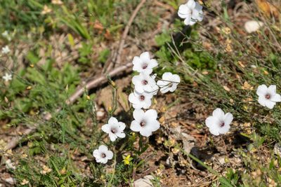 Linum appressum, photographed by Thibaud Aronson