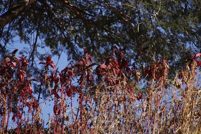 Amaranthus cruentus, photographed by Tony Rebelo