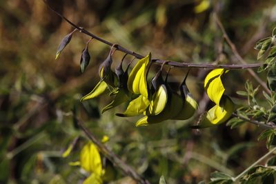 Crotalaria agatiflora, photographed by Tony Rebelo