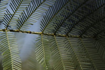 Acacia decurrens, photographed by Tony Rebelo