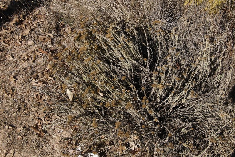 Helichrysum callicomum, photographed by Tony Rebelo