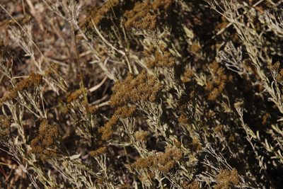 Helichrysum callicomum, photographed by Tony Rebelo