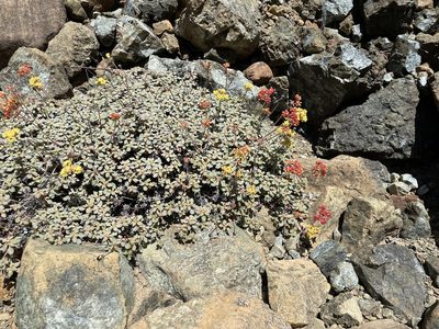 Eriogonum cedrorum, photographed by Roger Raiche