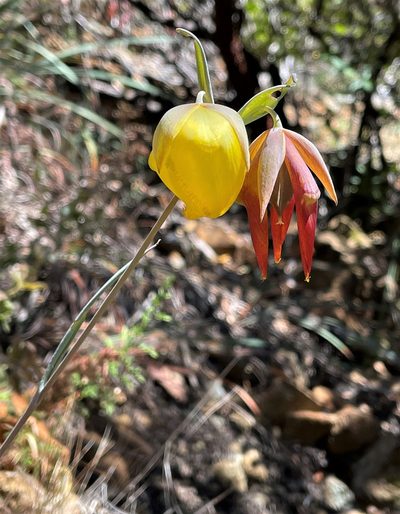 Calochortus raichei, photographed by Roger Raiche