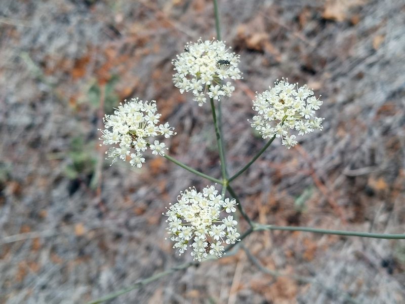 Perideridia pringlei, photographed by Daniel S.