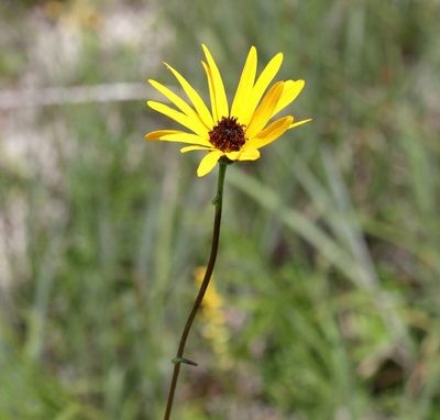Helianthus heterophyllus, photographed by Lauren McLaurin