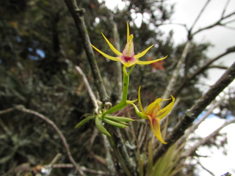 Hofmeisterella eumicroscopica, photographed by Nicolás Baresch Uribe