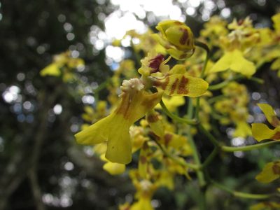 Oncidium ornithorhynchum, photographed by Nicolás Baresch Uribe