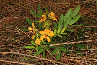 Senna mexicana, photographed by Judy Gallagher