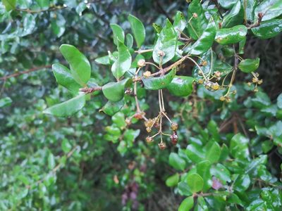 Myrceugenia exsucca, photographed by Inao Vasquez