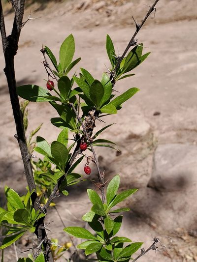Berberis fendleri, photographed by Craig Martin