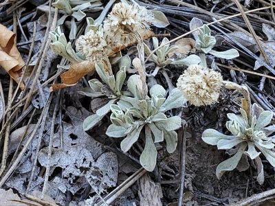 Antennaria parvifolia, photographed by Craig Martin