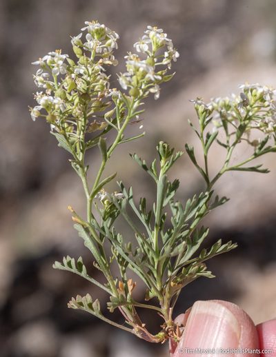 Lepidium montanum, photographed by Tim Messick