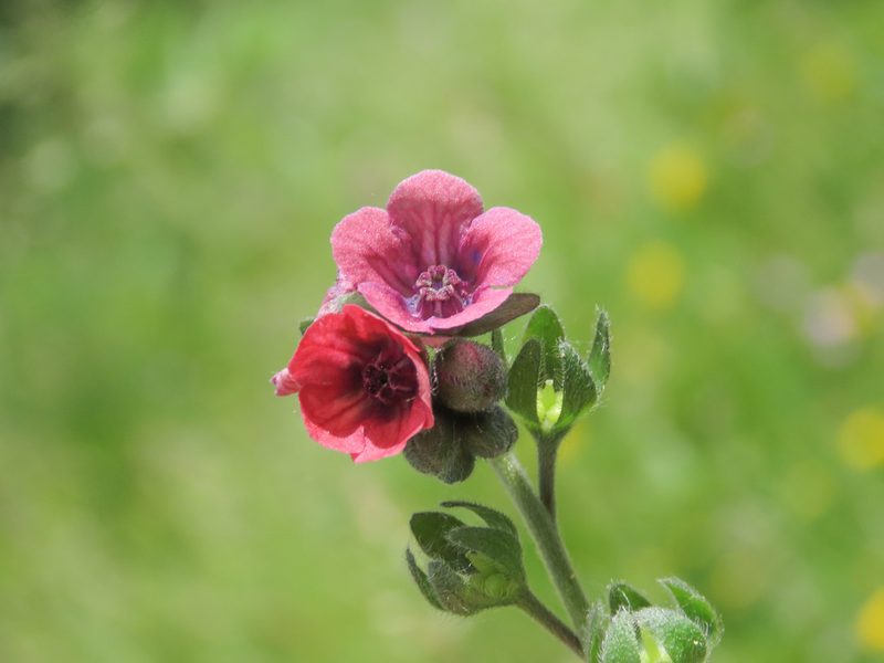 Cynoglossum montanum, photographed by Emanuele Santarelli