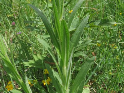 Cynoglossum montanum, photographed by Emanuele Santarelli