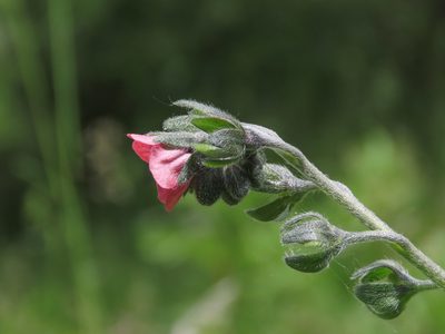 Cynoglossum montanum, photographed by Emanuele Santarelli