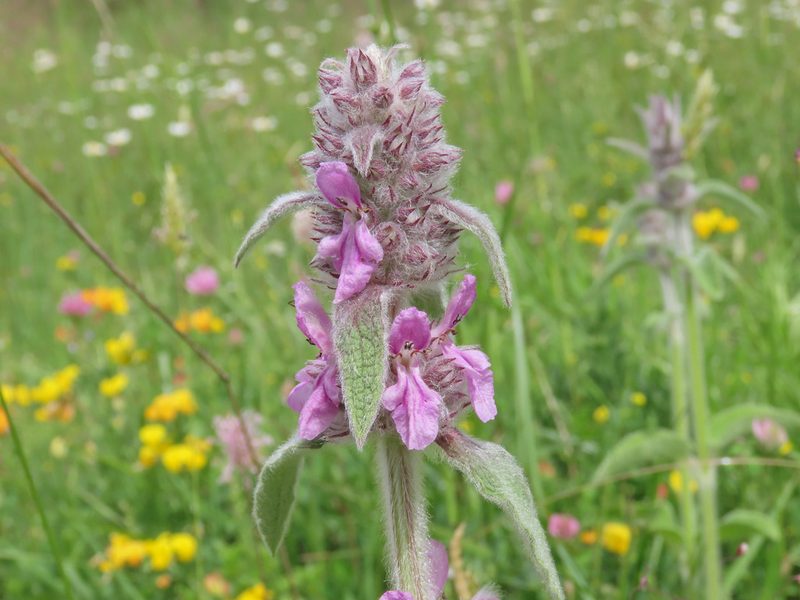 Stachys germanica, photographed by Emanuele Santarelli