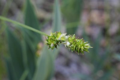 Carex muehlenbergii, photographed by Quinten Wiegersma