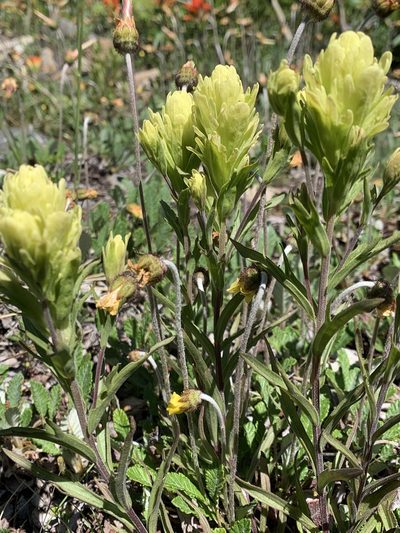 Castilleja lutescens, photographed by Spencer Quayle