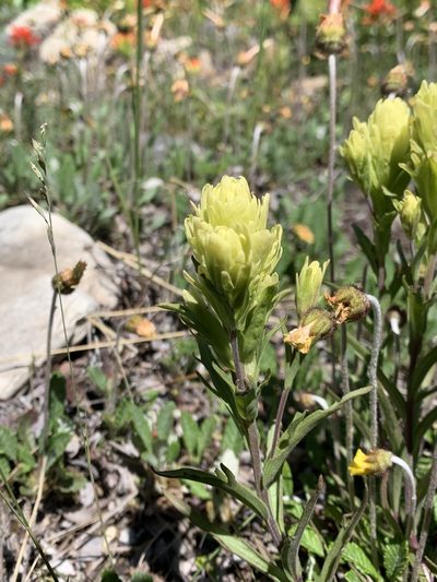 Castilleja lutescens, photographed by Spencer Quayle