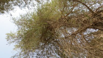 Prosopis cineraria, photographed by Elise Smith