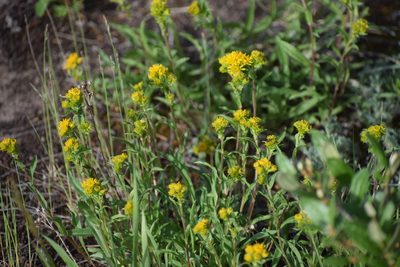 Solidago multiradiata, photographed by Syd Cannings