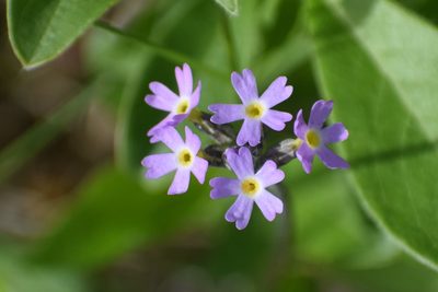 Primula incana, photographed by Syd Cannings