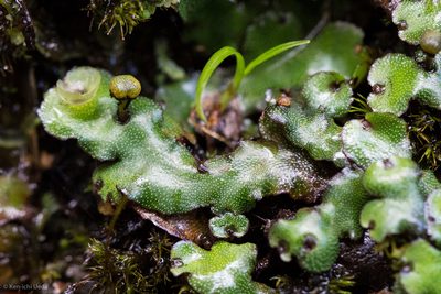 Marchantia foliacea, photographed by Ken-ichi Ueda