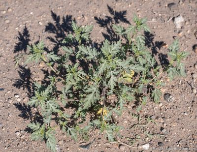 Ambrosia acanthicarpa, photographed by Tim Messick
