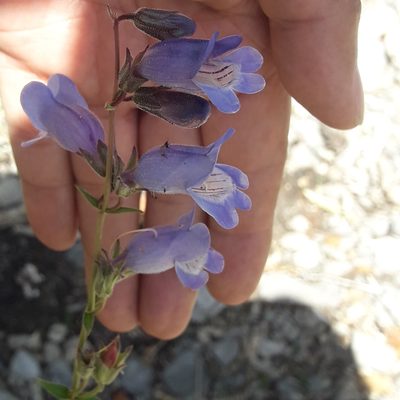 Penstemon leonensis, photographed by José Gerardo Velasco
