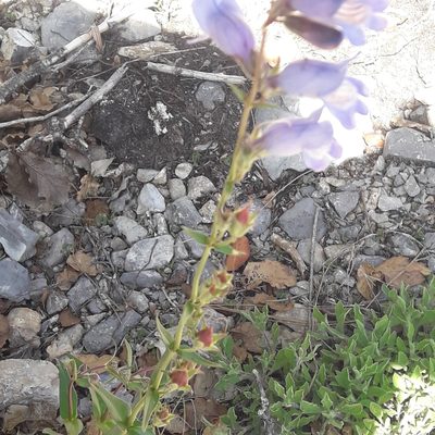 Penstemon leonensis, photographed by José Gerardo Velasco