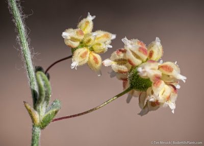 Eriogonum maculatum, photographed by Tim Messick