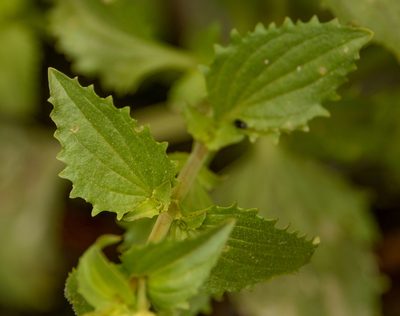 Erythranthe lutea, photographed by Nicolás Villaseca Merino