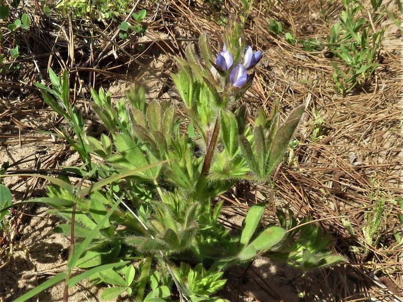 Lupinus bracteolaris, photographed by Gustavo Puente