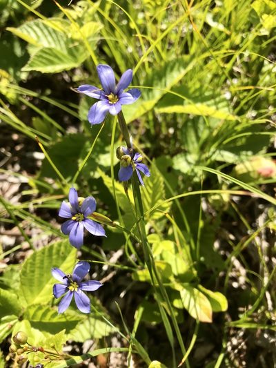 Sisyrinchium fuscatum, photographed by Chase Mathey