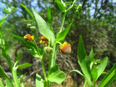 Helenium microcephalum, photographed by Annika Lindqvist