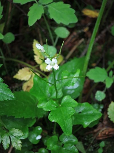 Cardamine clematitis, photographed by Evan M. Raskin