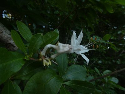 Rhododendron viscosum, photographed by Lucian Vazquez