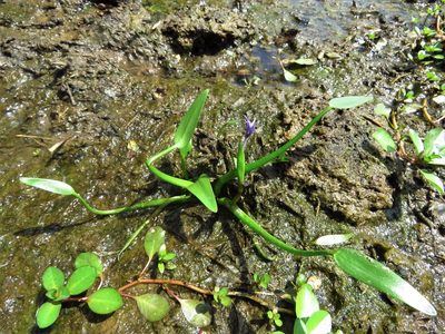 Heteranthera limosa, photographed by Annika Lindqvist